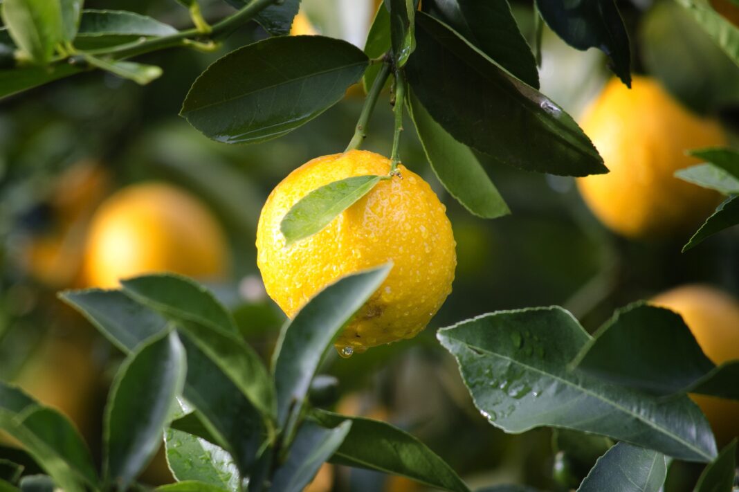 limone rumena limona