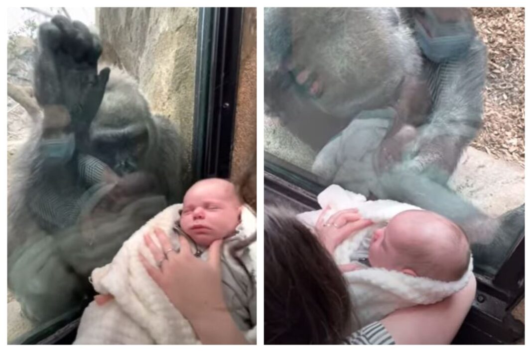 gorila in dojenček